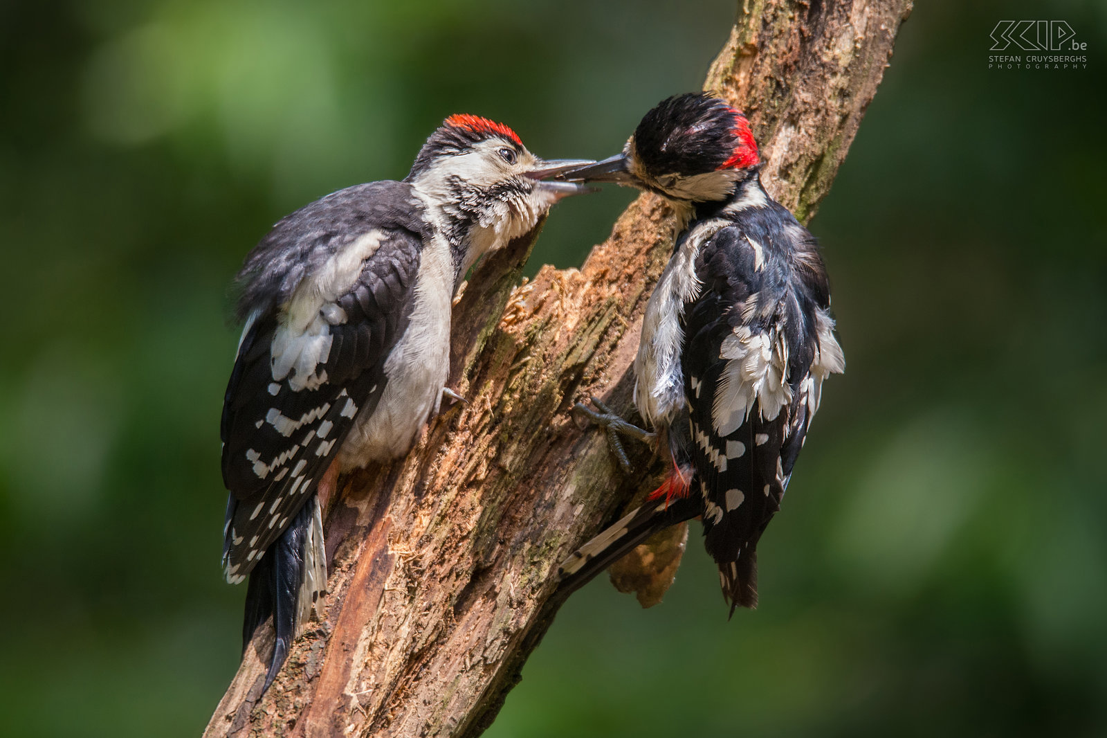 Woodpeckers - Spotted woodpecker feeds juvenile In the Benelux (Belgium/Netherlands/Luxemburg) live five species of woodpeckers. They are beautiful fascinating birds but they are also quite shy and cautious. The great spotted woodpecker is the least shy and is quite common. The green woodpecker can be seen in gardens. The last months I was able to make some good photos of three species (great spotted woodpecker, green woodpecker and black woodpecker) in most cases from a hide.<br />
<br />
The great spotted woodpecker (Dendrocopos major) is mostly black and white with some red on the head and around his back. It is the least shy woodpecker that can find larvae and beetles under the bark of pine trees. The great spotted woodpecker also eats berries, nuts and seeds. They nest in a tree and they carve out the hole together. Young spotted woodpeckers have a red spot on top of their head. Adult males have only a red spot at the back and the head of females is completely black.<br />
 Stefan Cruysberghs